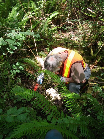 Volunteer digging Ivy
